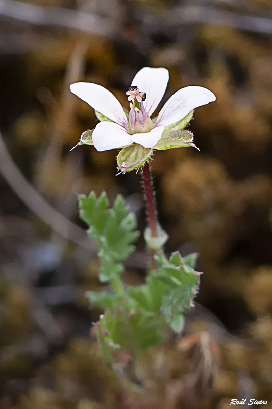 Nombre:  _DSC7643 Erodium cicutarium subsp 800.jpg
Visitas: 28
Tamao: 278.5 KB