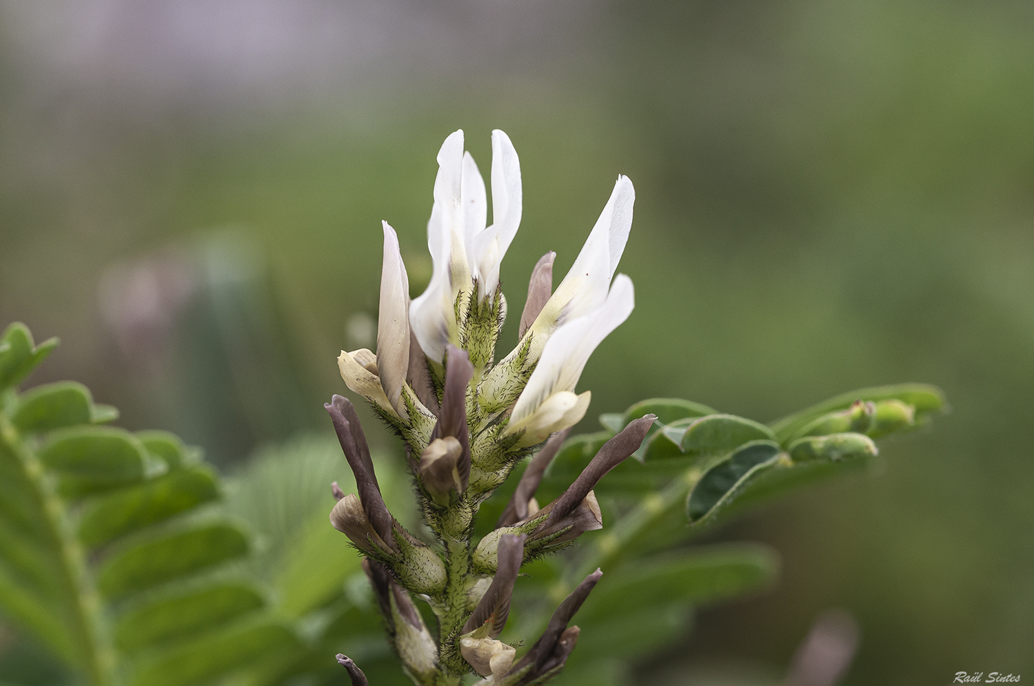 Nombre:  _DSC7247 Astragalus boeticus 1500.jpg
Visitas: 176
Tamao: 833.8 KB