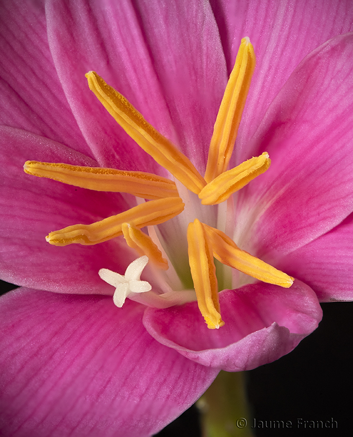 Nombre:  Apl_Zephyranthes-03-Ins-8Cv.jpg
Visitas: 643
Tamao: 473.2 KB