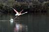 Phoenicopterus roseus