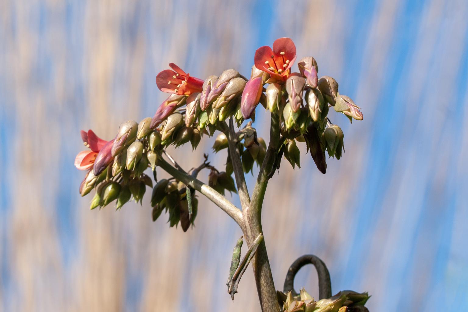 Nombre:  DSC_7820 Kalanchoe x houghtonii copia.jpg
Visitas: 31
Tamao: 119.0 KB