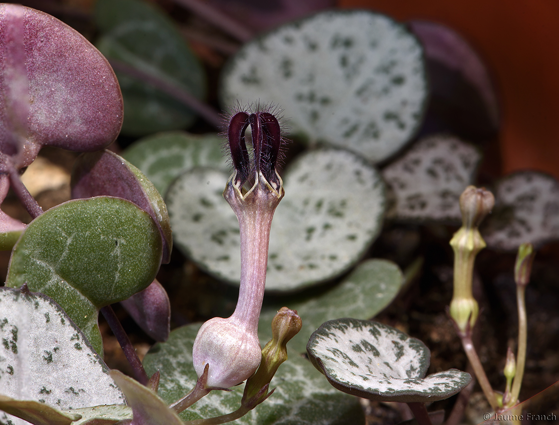 Nombre:  APL12_Ceropegia_7866-77a-8Cv.jpg
Visitas: 2
Tamao: 701.3 KB