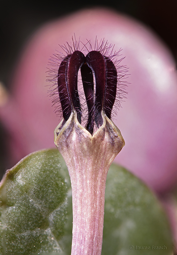 Nombre:  APL16_Ceropegia-7930-45a-8Cv.jpg
Visitas: 2
Tamao: 433.0 KB