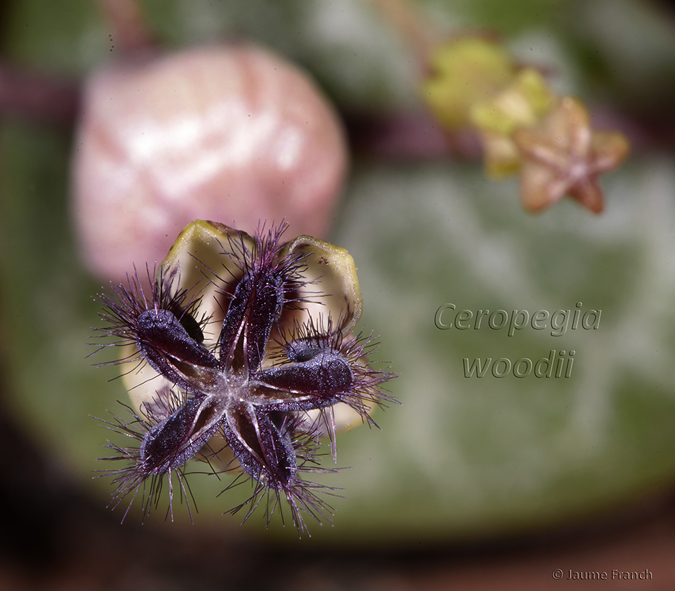 Nombre:  APL16_Ceropegia-7950-65b-8cv.jpg
Visitas: 2
Tamao: 508.2 KB