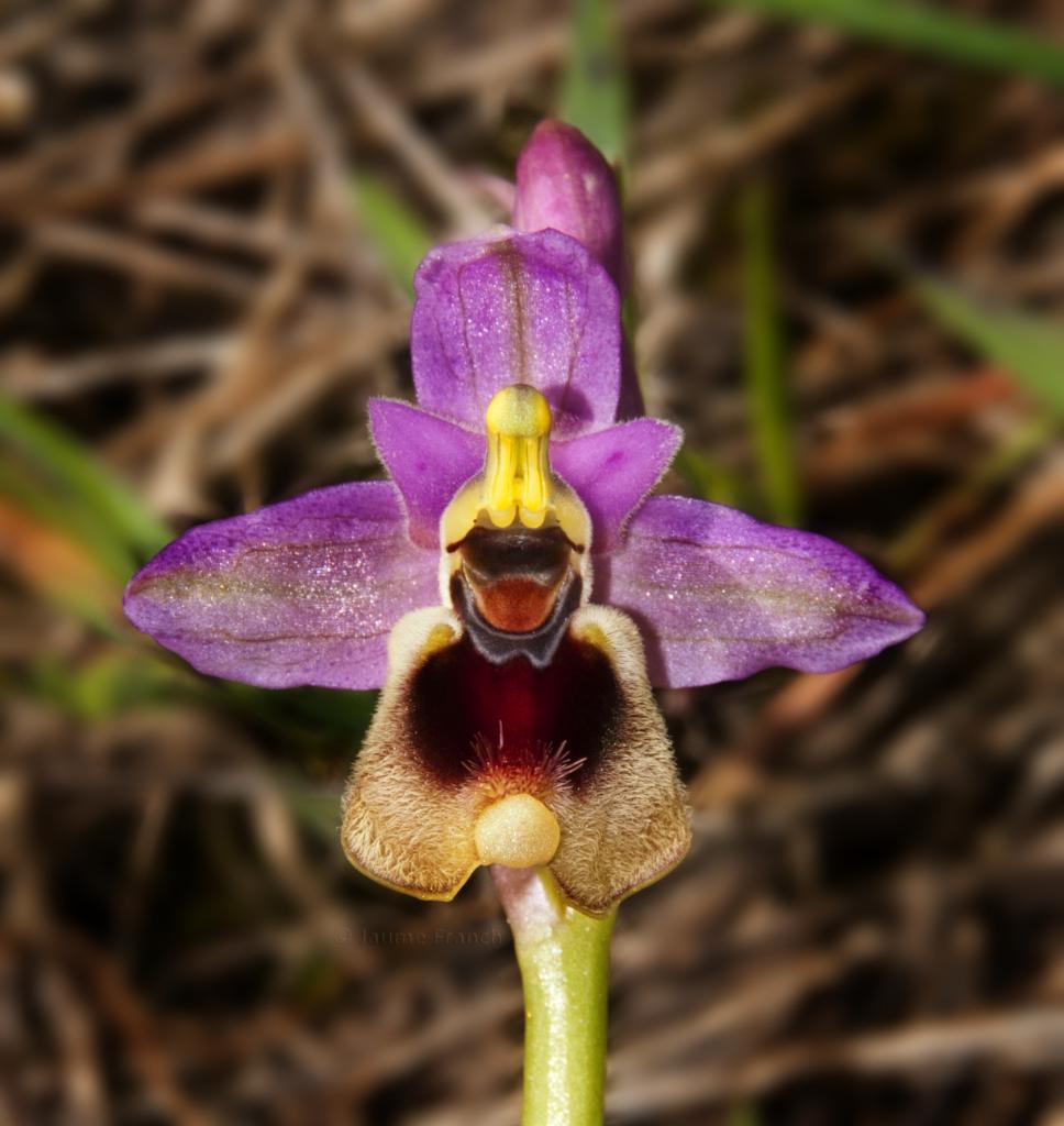 Ophrys-te_01B9597 6342