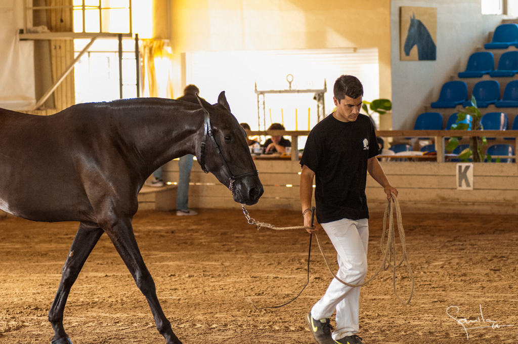 Camp. Balears Cavalls Raa Espanyola 0015