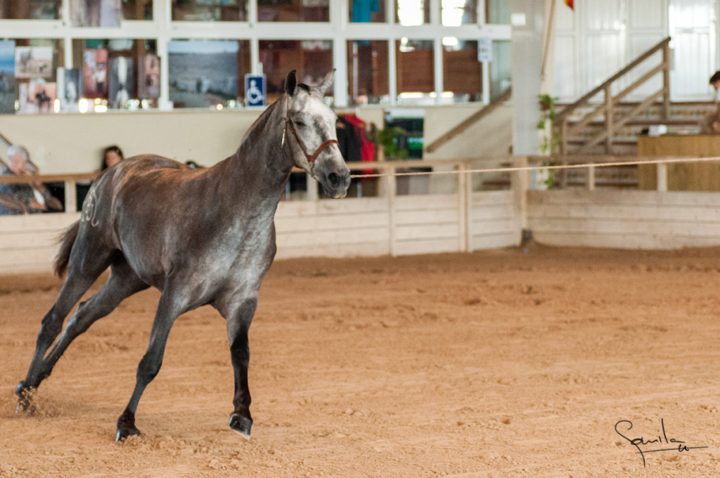 Camp. Balears Cavalls Raa Espanyola 0032