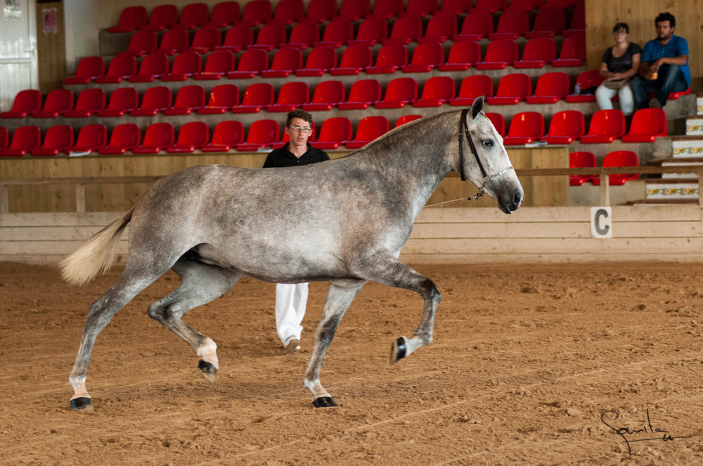 Camp. Balears Cavalls Raa Espanyola 0046