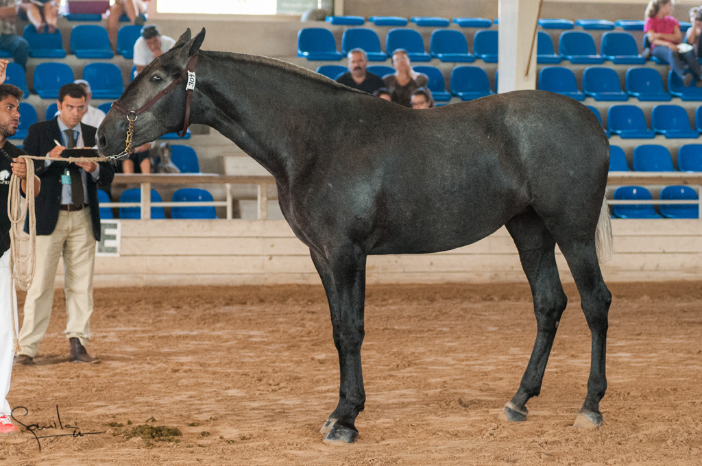 Camp. Balears Cavalls Raa Espanyola 0066