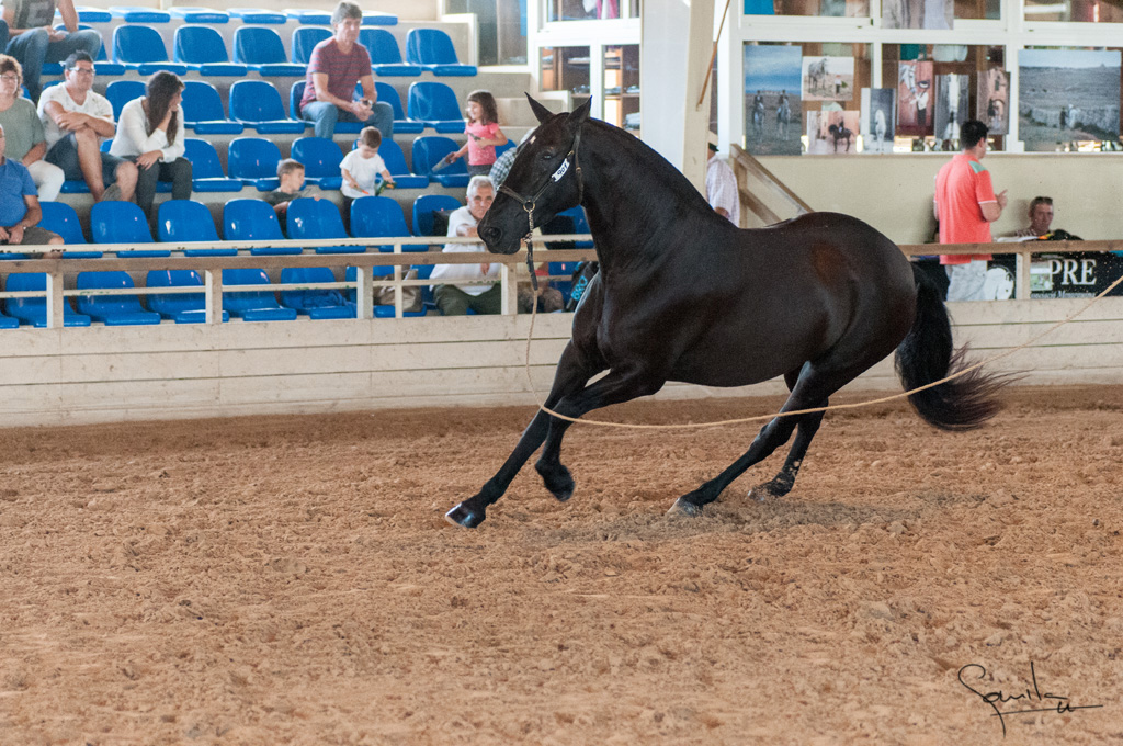 Camp. Balears Cavalls Raa Espanyola 0149