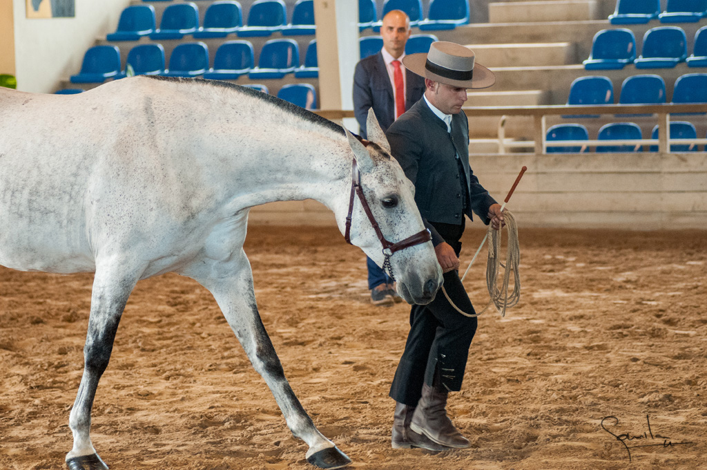 Camp. Balears Cavalls Raa Espanyola 0167