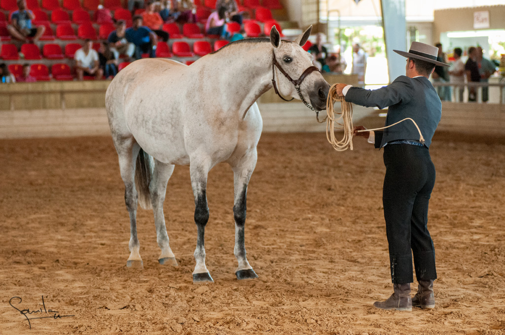 Camp. Balears Cavalls Raa Espanyola 0177