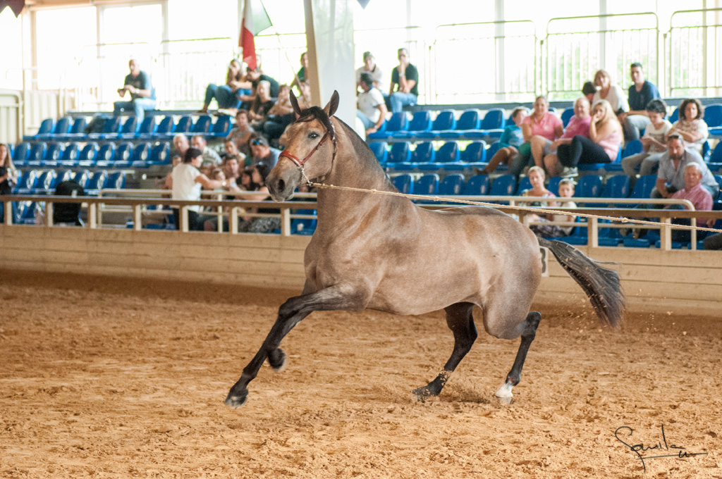 Camp. Balears Cavalls Raa Espanyola 0186