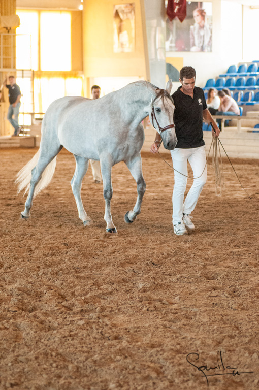 Camp. Balears Cavalls Raa Espanyola 0188