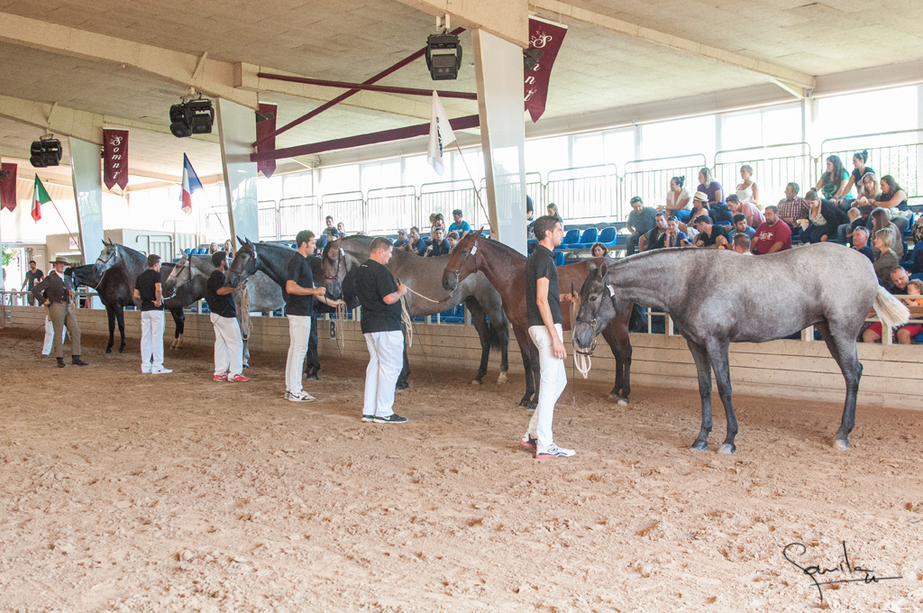 Camp. Balears Cavalls Raa Espanyola 0229