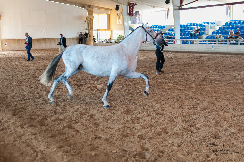 Camp. Balears Cavalls Raa Espanyola 0306