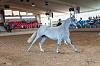Camp. Balears Cavalls Raa Espanyola 0315