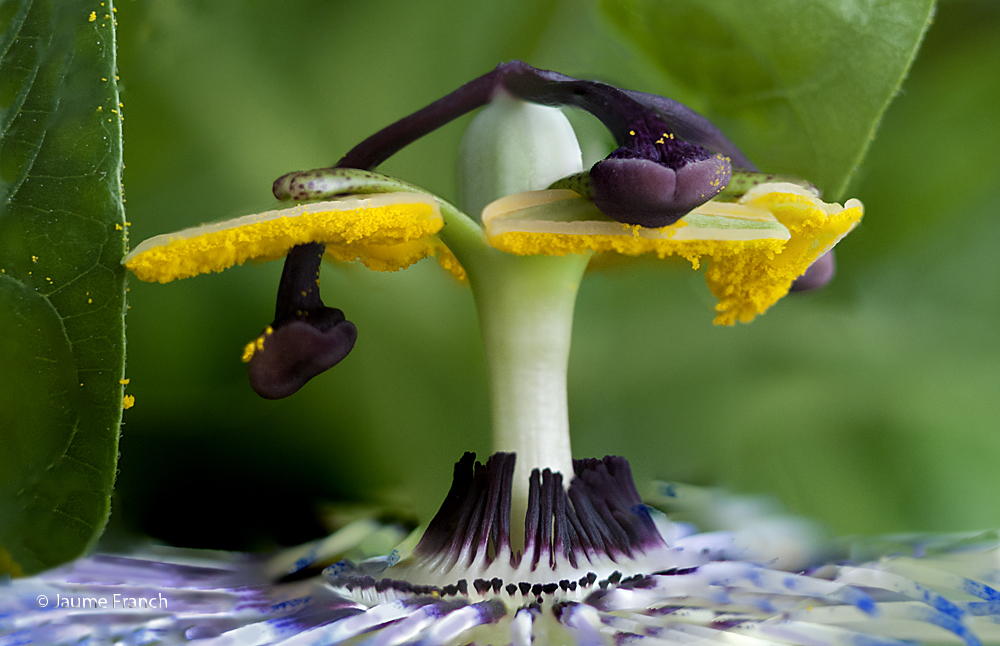 Nombre:  Macro-Apil-Passiflora-1Ky.jpg
Visitas: 1504
Tamao: 463.1 KB