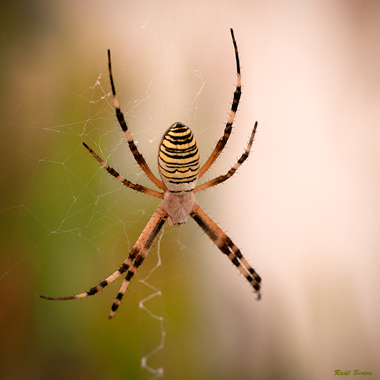Nombre:  _DSC9185 Aranya-750.jpg
Visitas: 2359
Tamao: 388.4 KB