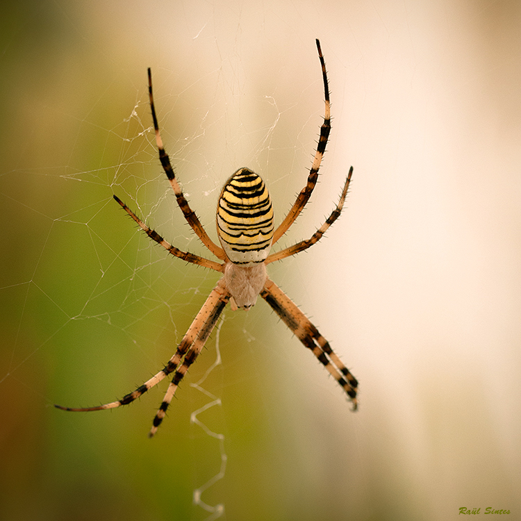 Nombre:  _DSC9185 Aranya-750-1.jpg
Visitas: 230
Tamao: 394.2 KB