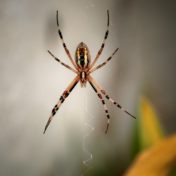 Nombre:  _DSC9184 aranya-750.jpg
Visitas: 257
Tamao: 322.2 KB