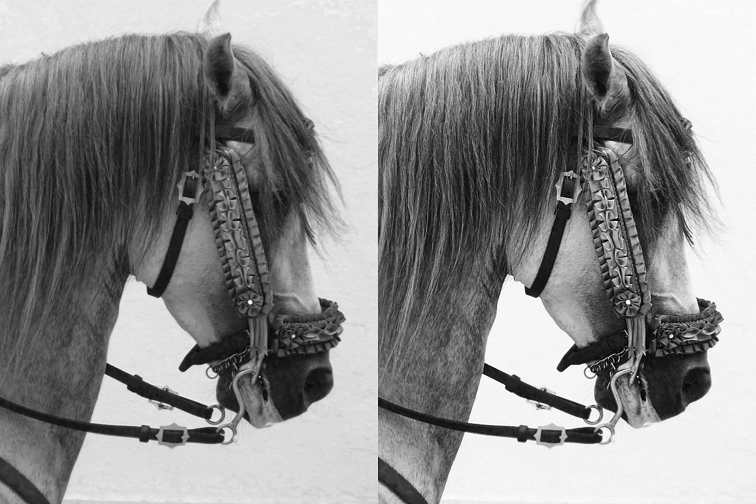 Nombre:  Comparativa-Cavall-Antonia.jpg
Visitas: 29
Tamao: 508.2 KB