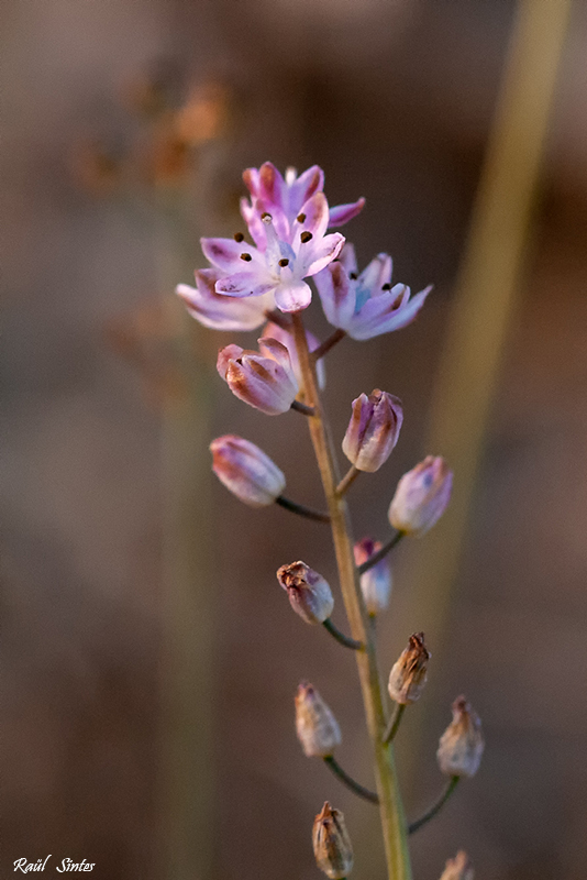 Nombre:  _DSC1710 Scila autumnalis-800.jpg
Visitas: 97
Tamao: 267.6 KB