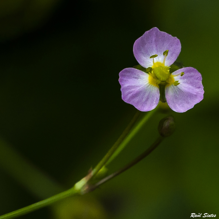 Nombre:  Alisma plantago-aquatica 1x1.jpg
Visitas: 63
Tamao: 389.4 KB