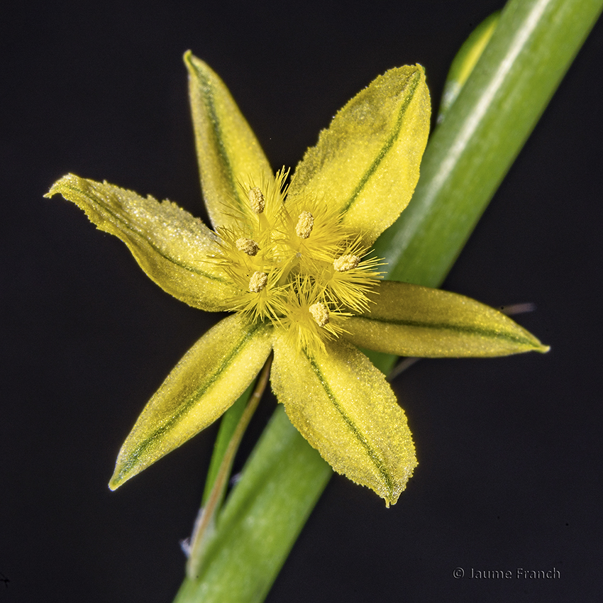 Nombre:  Bulbine bulbosa_DSC1652aQF-8C.jpg
Visitas: 111
Tamao: 576.3 KB