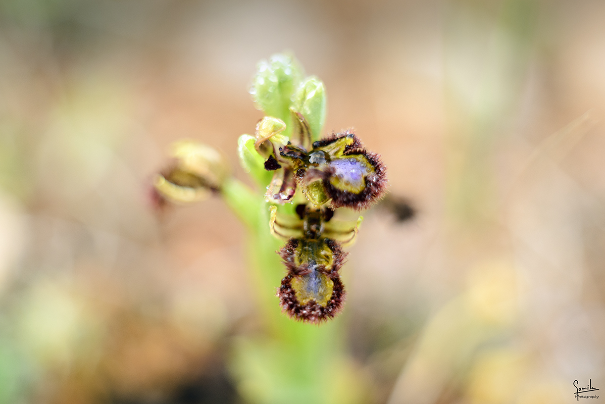 Nombre:  Orquidees Cam Vell de Sa Farola_0010.jpg
Visitas: 545
Tamao: 471.1 KB