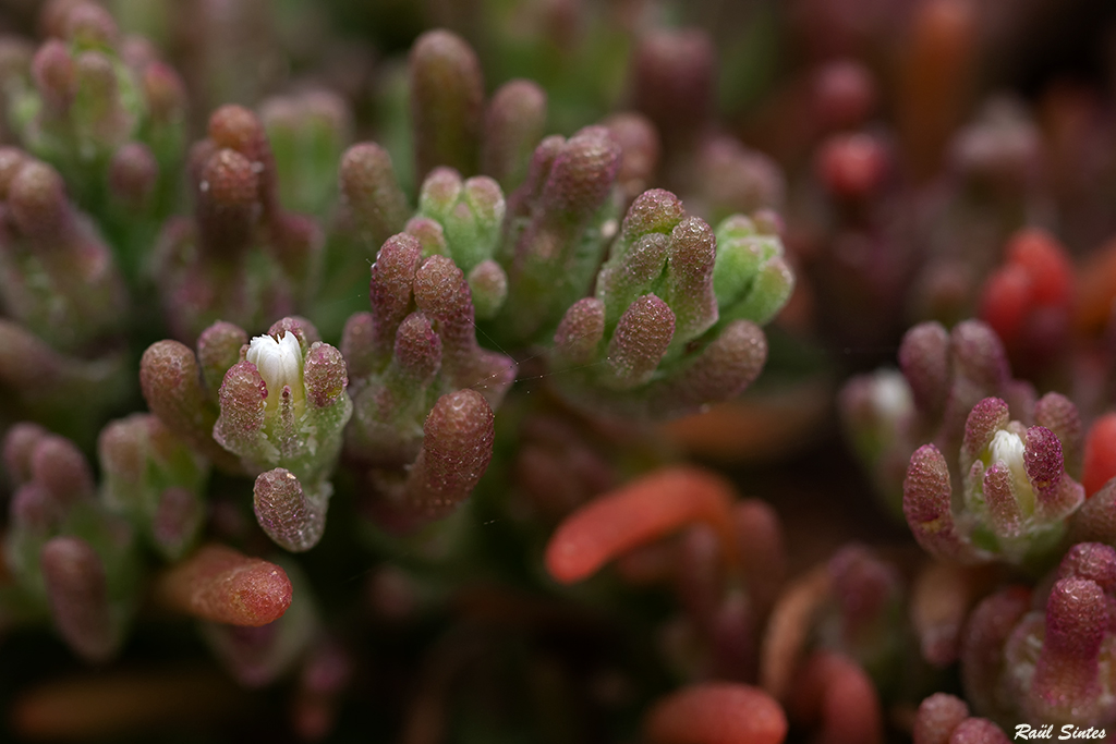 Nombre:  _DSC6617 Mesembryanthemum nodiflorum-1024.jpg
Visitas: 57
Tamao: 391.5 KB