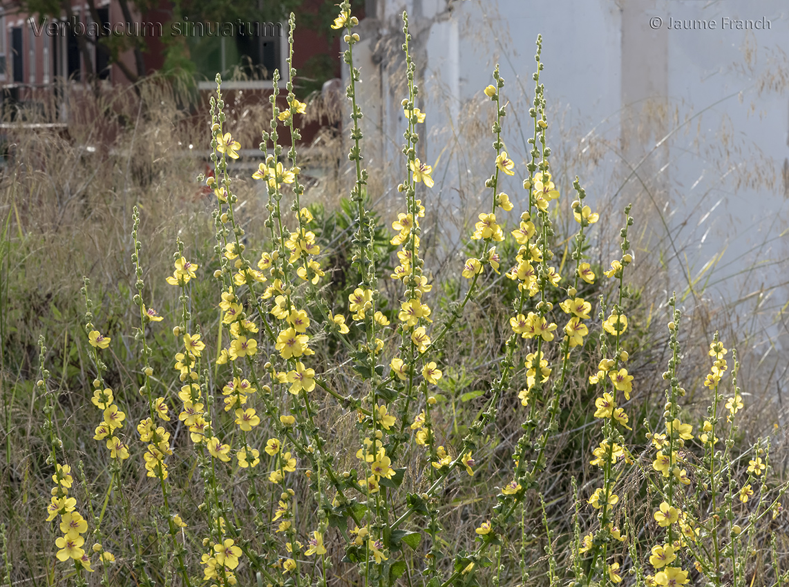 Nombre:  Verbascum sinuatum_NEF3693a-8Cv.jpg
Visitas: 109
Tamao: 785.0 KB