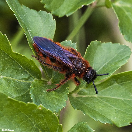 Nombre:  _DSC7141-500.jpg
Visitas: 87
Tamao: 290.4 KB