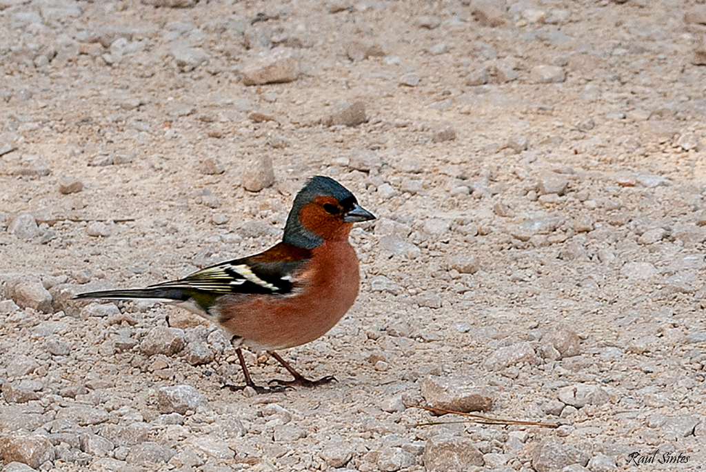 Nombre:  _DSC9199 Pins- Fringilla coelebs-1024.jpg
Visitas: 97
Tamao: 693.9 KB