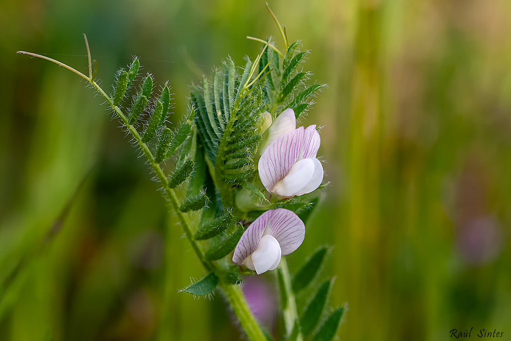 Nombre:  _DSC9819 Vicia lutea.jpg
Visitas: 84
Tamao: 471.4 KB