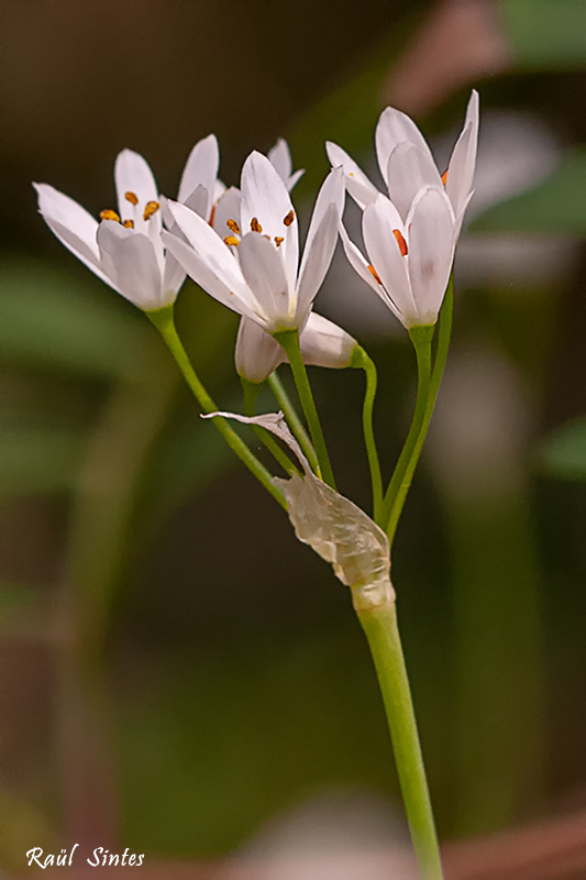 Nombre:  _DSC0129 Allium subhirsutum-1-800.jpg
Visitas: 76
Tamao: 222.6 KB