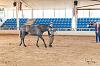 Camp. Balears Cavalls Raa Espanyola 0203