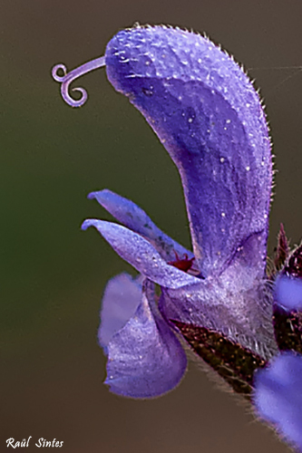 Nombre:  _DSC0311 Salvia verbenaca-1-500.jpg
Visitas: 133
Tamao: 145.1 KB