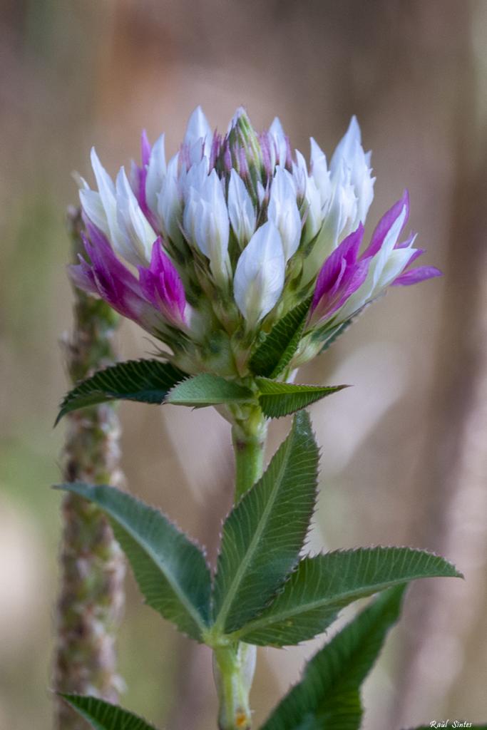 Nombre:  DSC_4296 Trifolium resupinatum-2-850.jpg
Visitas: 80
Tamao: 61.9 KB