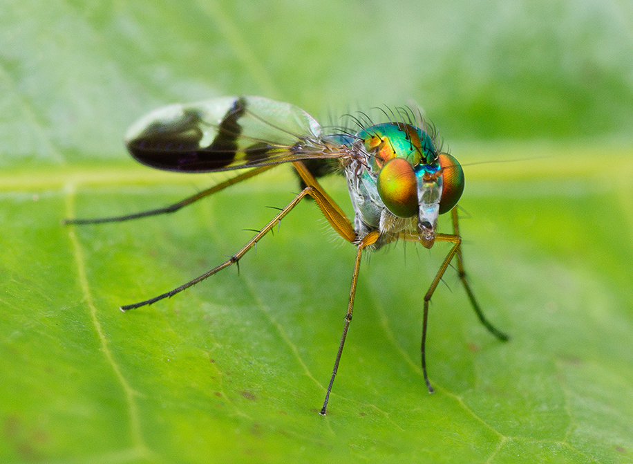 Nombre:  Verde Sicodelico-R.jpg
Visitas: 42
Tamao: 628.3 KB