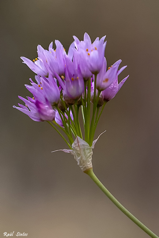 Nombre:  _DSC0116 Allium roseum-800.jpg
Visitas: 50
Tamao: 279.1 KB