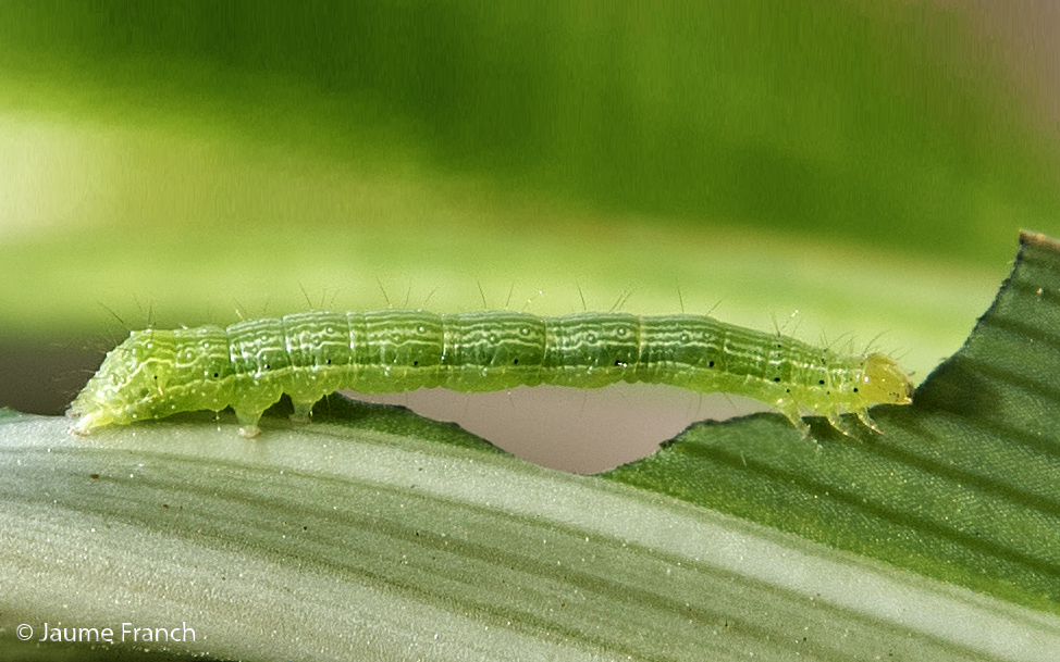 Nombre:  OrugaCintes_DSC7349-8x5.jpg
Visitas: 230
Tamao: 518.6 KB