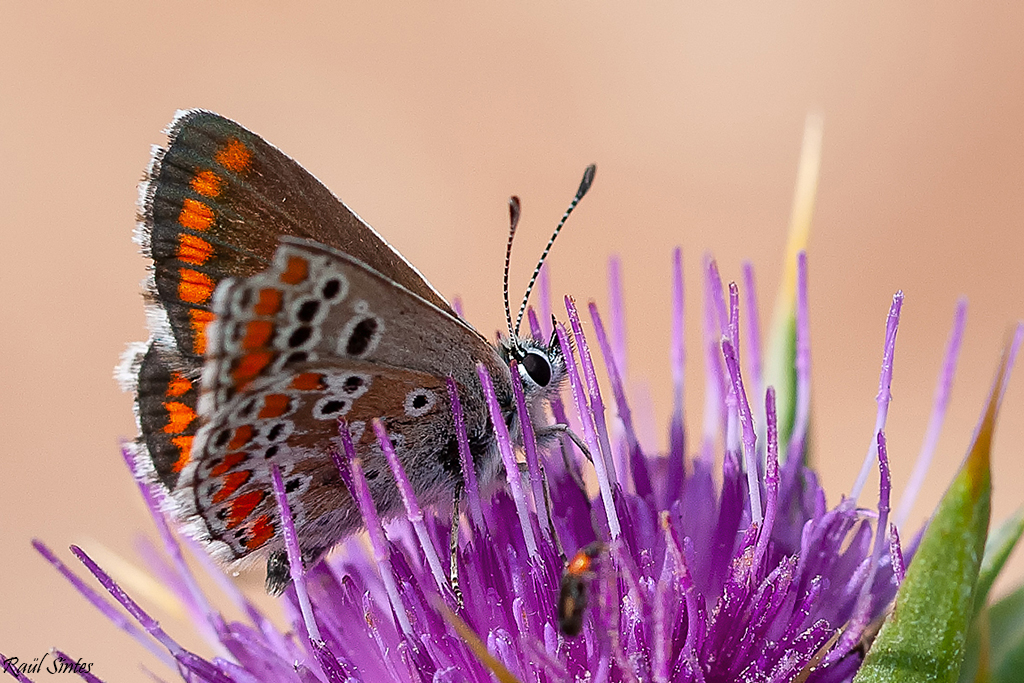 Nombre:  _DSC9230 Aricia cramera-1024.jpg
Visitas: 72
Tamao: 663.5 KB