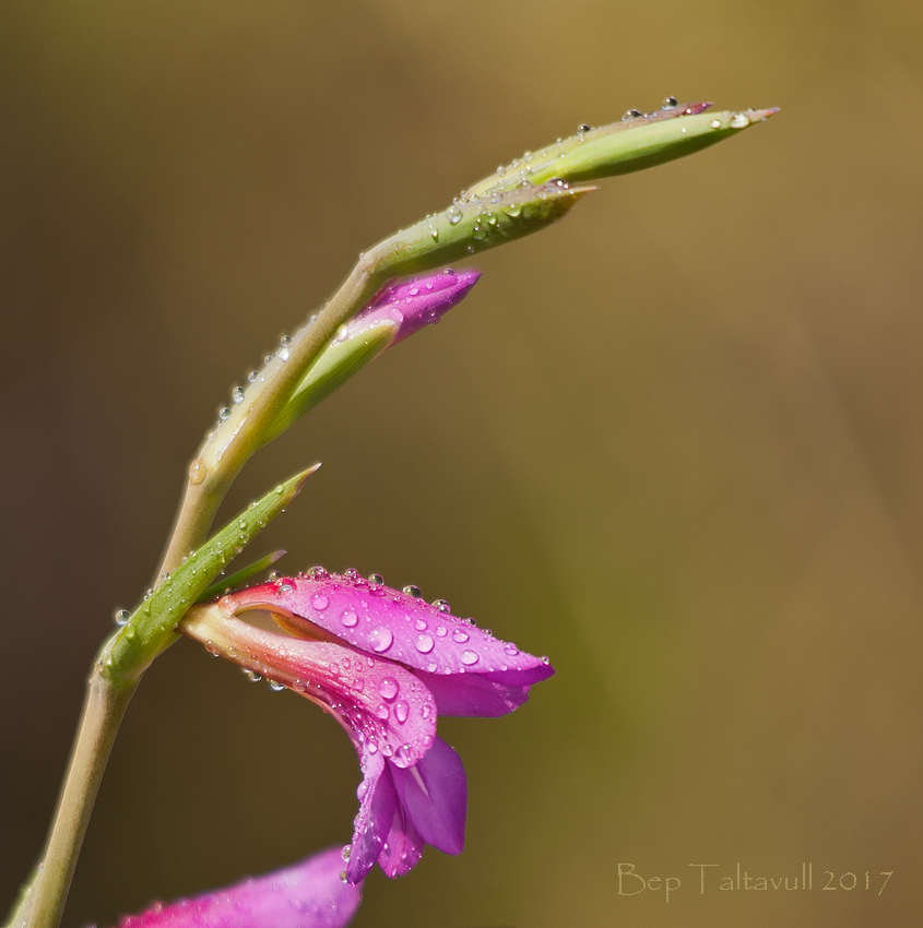 Nombre:  Primavera 1.jpg
Visitas: 877
Tamao: 276.3 KB