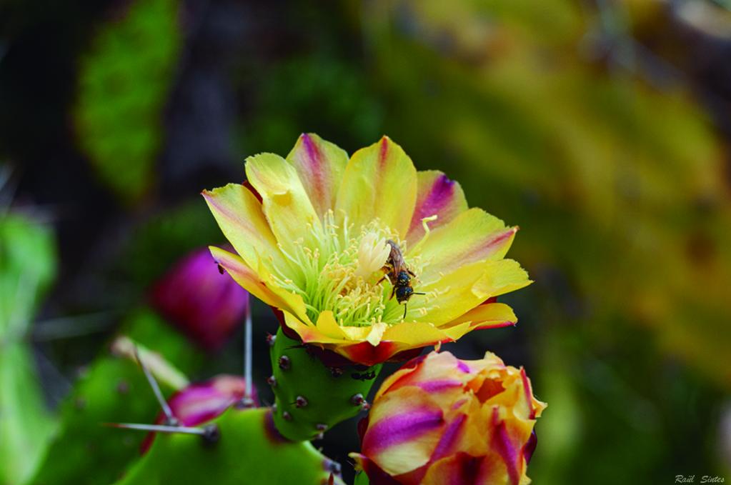 Nombre:  DSC_4382 Opuntia humifusa1024.jpg
Visitas: 734
Tamao: 57.5 KB