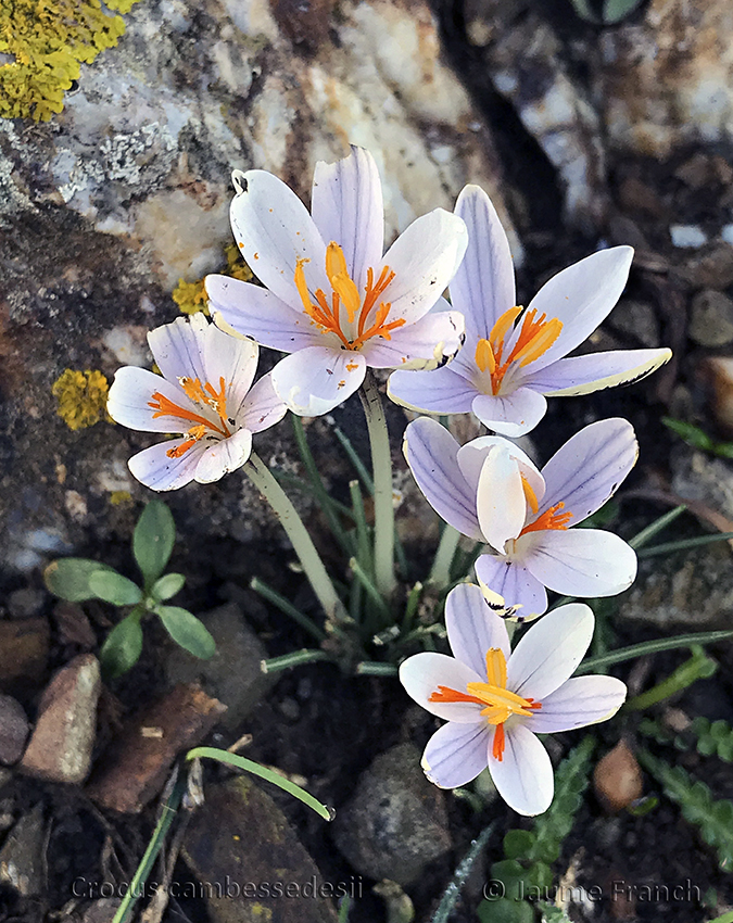 Nombre:  Crocus cambessedesiiIMG_3796a-Ins-8Cv.jpg
Visitas: 104
Tamao: 587.1 KB