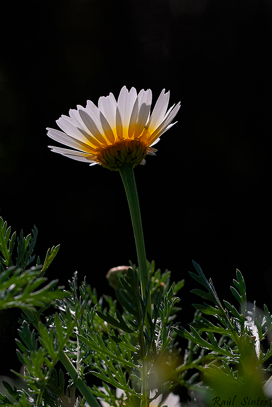 Nombre:  _DSC9290 Chrysanthemum coronarium-800.jpg
Visitas: 317
Tamao: 282.0 KB