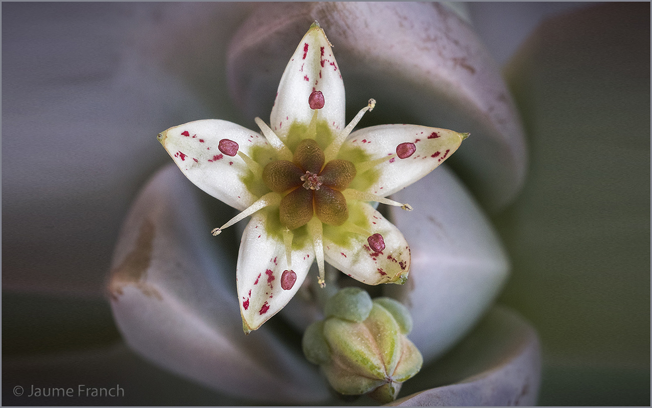 Nombre:  Graptopetalum_DSC1531-8Cv.jpg
Visitas: 303
Tamao: 673.5 KB