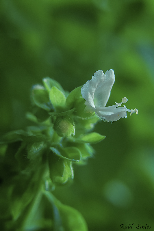 Nombre:  _DSC7359 Alfabega. Ocimum basilicum-800.jpg
Visitas: 71
Tamao: 250.4 KB