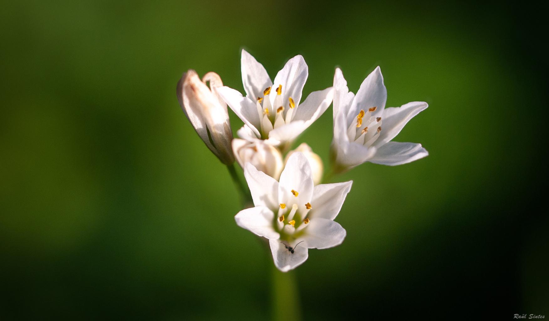 Nombre:  Nothoscordum inodorum 1920.jpg
Visitas: 24
Tamao: 92.1 KB